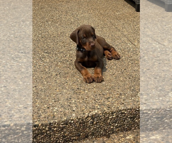 Medium Photo #2 Doberman Pinscher Puppy For Sale in MACOMB TOWNSHIP, MI, USA