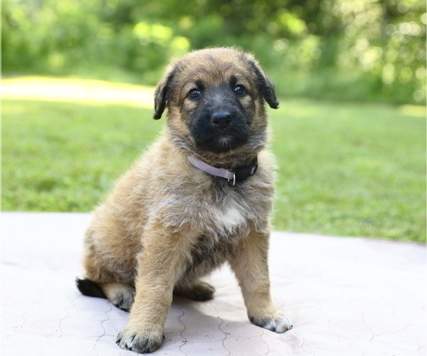 Medium Photo #1 Shepadoodle Puppy For Sale in CENTERVILLE, TN, USA
