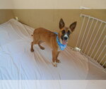 Small #1 Mutt