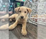 Small #2 Golden Retriever Mix