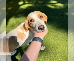 Mutt Dogs for adoption in Hilton Head, SC, USA