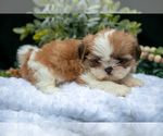Puppy Heidi Shih Tzu