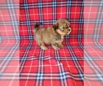 Small #7 Shorkie Tzu