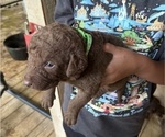 Small #6 Chesapeake Bay Retriever