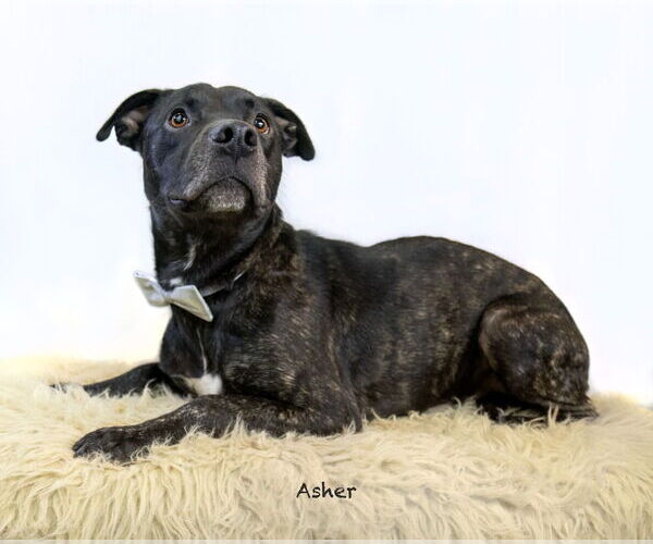 Medium Photo #3 Mutt Puppy For Sale in Hot Springs Village, AR, USA