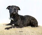 Small #2 Mutt
