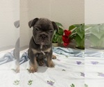 Small Photo #18 French Bulldog Puppy For Sale in TAMPA, FL, USA