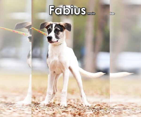 Medium Photo #5 Mutt Puppy For Sale in Seattle, WA, USA