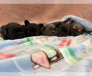 French Bulldog Litter for sale in ROLLA, MO, USA