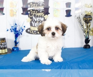 Zuchon Puppy for sale in MOUNT VERNON, OH, USA