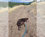 Small #9 Australian Shepherd Mix