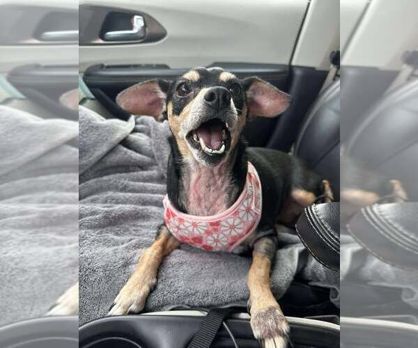 Medium Photo #4 Miniature Pinscher-Unknown Mix Puppy For Sale in Forest, VA, USA