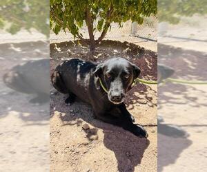 Labrador Retriever Dogs for adoption in Globe, AZ, USA