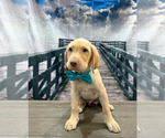 Small #1 Labrador Retriever