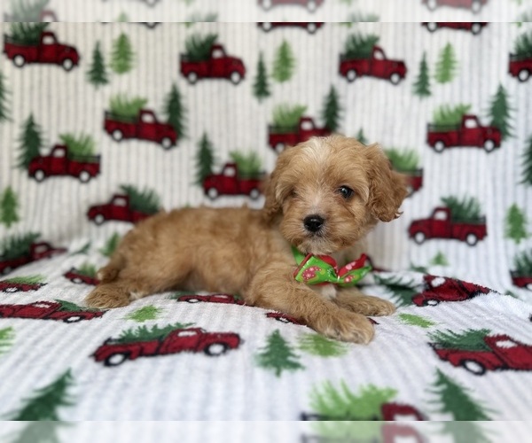 Medium Photo #7 Cavapoo Puppy For Sale in LAKELAND, FL, USA