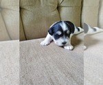 Small Photo #3 Schnauzer (Miniature) Puppy For Sale in LEESBURG, VA, USA