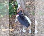 Small #20 Beagle