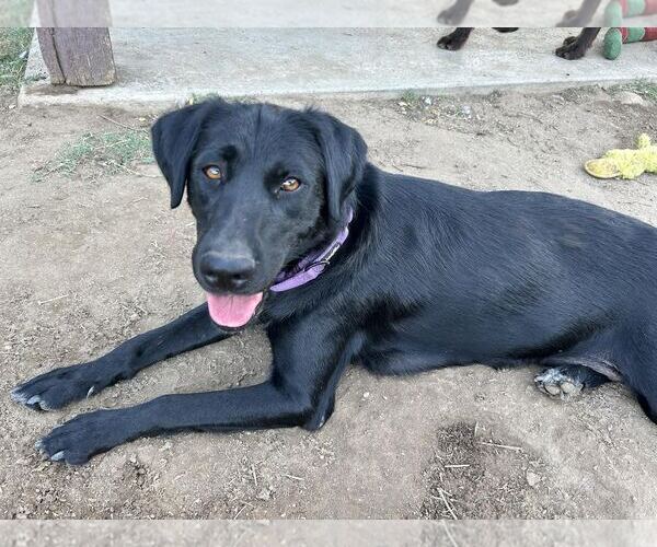 Medium Photo #3 Labrador Retriever Puppy For Sale in Clovis, CA, USA