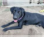 Small #2 Labrador Retriever