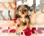Small #14 Yorkshire Terrier