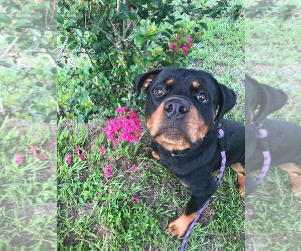Medium Photo #2 Rottweiler Puppy For Sale in Tampa, FL, USA