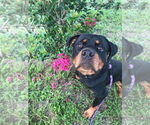 Small #1 Rottweiler