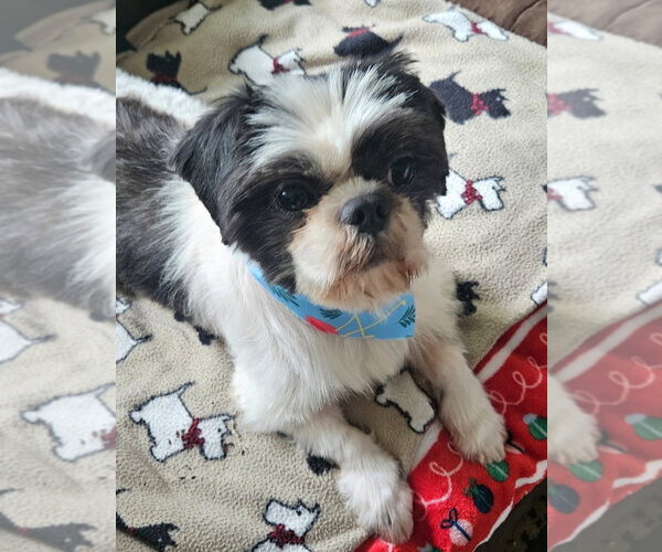 Medium Photo #4 Shih Tzu-Unknown Mix Puppy For Sale in Lakewood, CO, USA