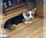 Small Photo #3 Pembroke Welsh Corgi Puppy For Sale in St. Louis Park, MN, USA