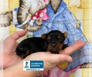 Yorkshire Terrier Puppy for sale in WINNSBORO, LA, USA