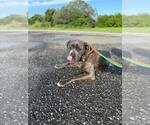 Small #1 American Pit Bull Terrier Mix