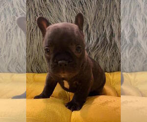 French Bulldog Puppy for sale in CHARLESTON, SC, USA