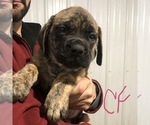 Small Photo #1 Mastiff Puppy For Sale in APOLLO, PA, USA