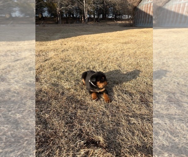 Medium Photo #12 Bernese Mountain Dog-Rottweiler Mix Puppy For Sale in SHEFFIELD, IL, USA