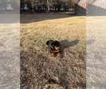 Small #11 Bernese Mountain Dog-Rottweiler Mix