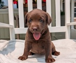 Small #1 Labrador Retriever