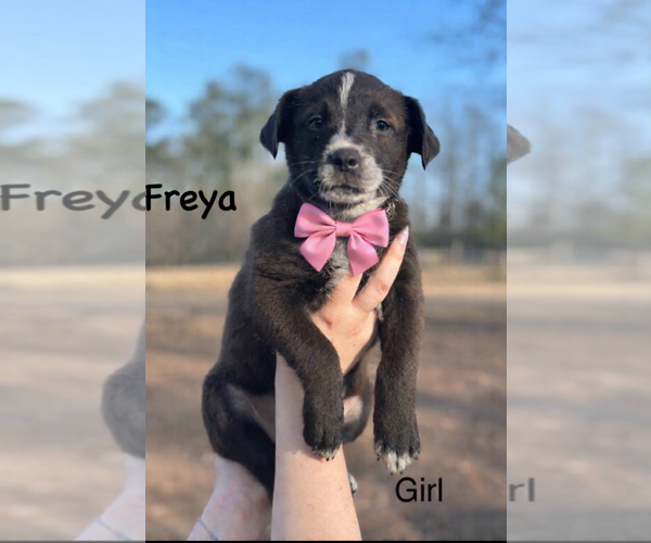 Medium Photo #1 Borador Puppy For Sale in Mt. Laurel, NJ, USA