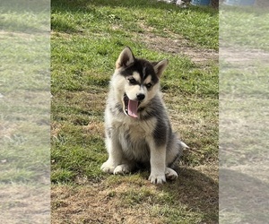 Alusky Puppy for sale in CHEHALIS, WA, USA