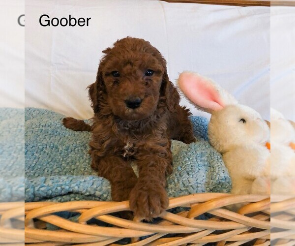 Medium Photo #1 Goldendoodle-Poodle (Miniature) Mix Puppy For Sale in EAST EARL, PA, USA