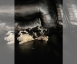 Small Photo #10 Maltipoo Puppy For Sale in BRIDGEPORT, CT, USA