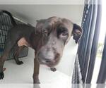 Small American Pit Bull Terrier Mix