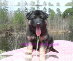 Small #2 German Shepherd Dog