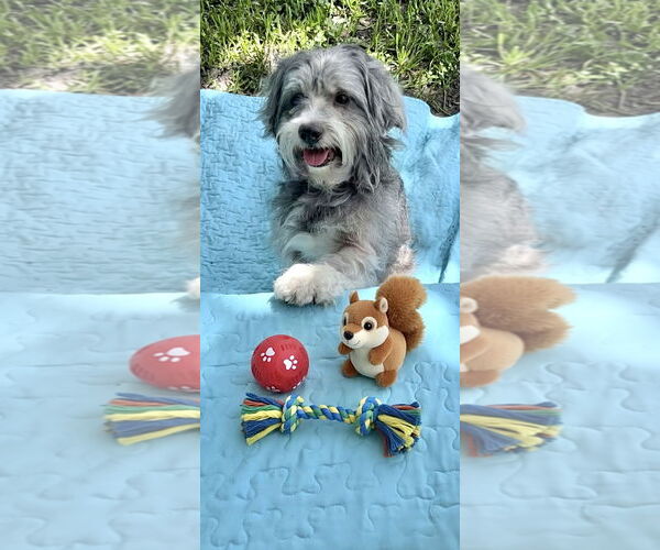 Medium Photo #4 Petit Basset Griffon Vendeen Puppy For Sale in Weston, FL, USA