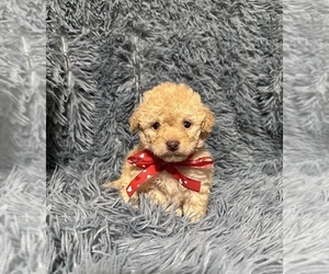 Cavapoo (Toy) Puppy for sale in JEFFERSONVILLE, IN, USA
