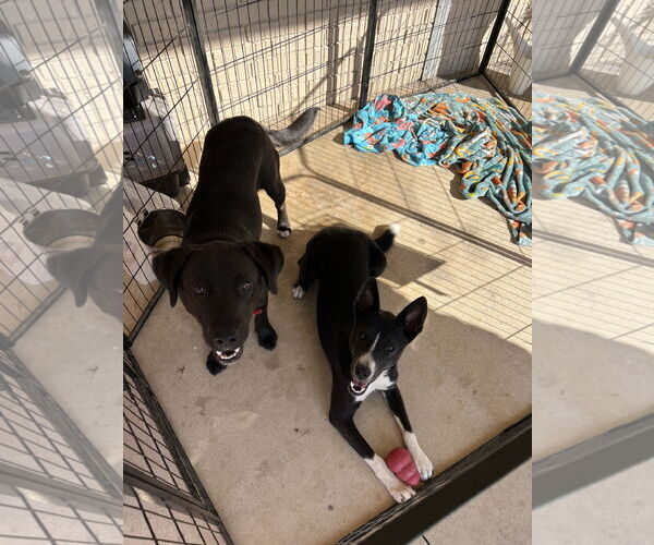 Medium Photo #1 Labrador Retriever-Unknown Mix Puppy For Sale in Bangs, TX, USA