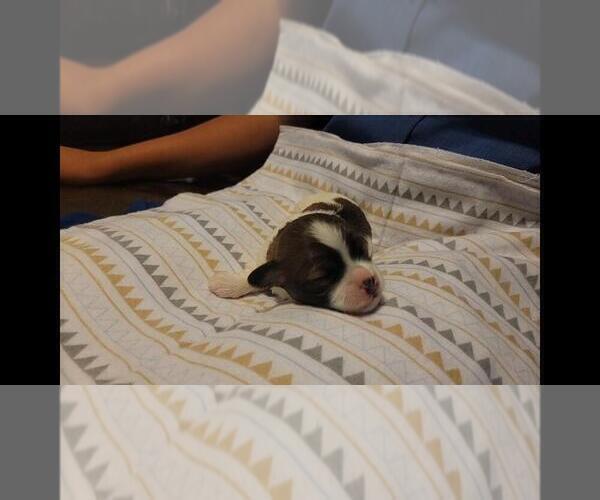 Medium Photo #2 Maltipoo Puppy For Sale in BROOKFIELD, MO, USA