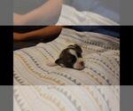 Small #1 Maltipoo
