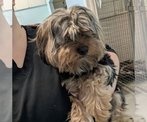 Mutt Dogs for adoption in Chico, CA, USA