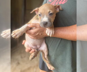 Jalen - Female Mutt Dog for Adoption - Photo #2