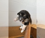 Puppy Female Puppy 1 Pembroke Welsh Corgi