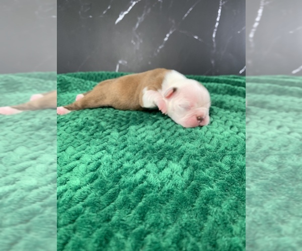 Medium Photo #24 Boston Terrier Puppy For Sale in TULARE, CA, USA